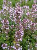 Lemon Thyme Flower