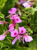 Scented Geranium Mabel Grey