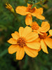 Passionfruit Marigold