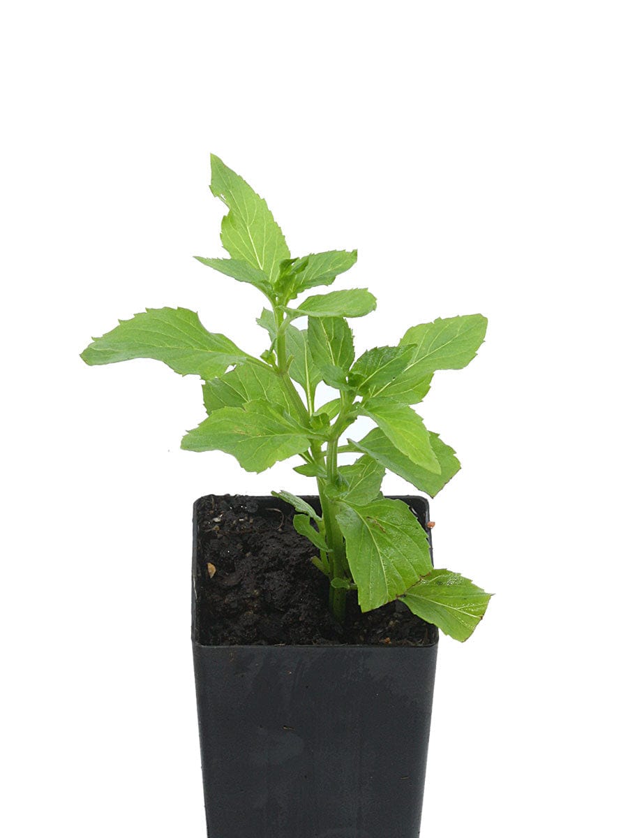basil mint plant Organic Basil Mint | Mentha X Piperita Citrata Plant