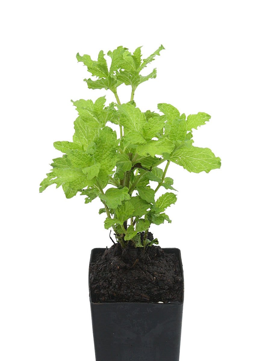 Organic Egyptian Mint