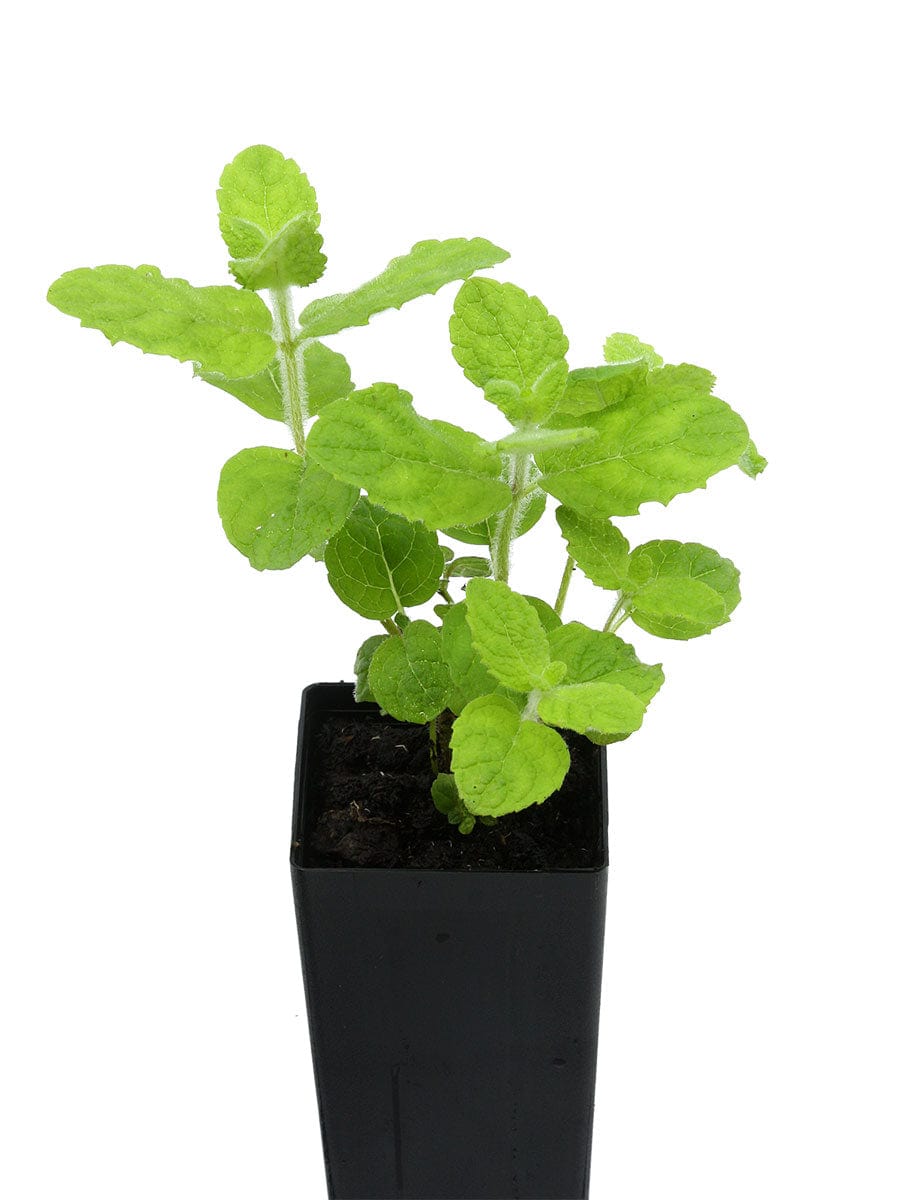 buy pineapple mint plant Organic Pineapple Mint | Mentha suaveolens Plant