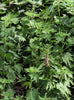 Motherwort