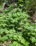 Motherwort