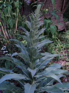 mullein plant australia