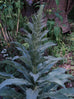 mullein plant australia