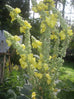 mullein herb australia