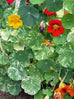 nasturtium flower