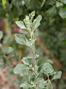 Saltbush
