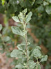 Saltbush