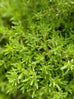 Thyme - Orange Peel Thyme