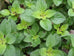 Oregano growing in the garden