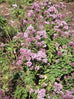 oregano flowering in the garden