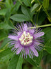 purple passionflower