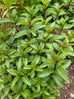 mint leaves