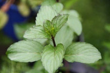 mint plant