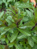 peppermint herb