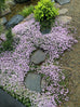 Thyme - Pink Chintz Thyme