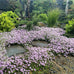 Thyme - Pink Chintz Thyme