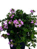 Thyme - Pink Matting Thyme