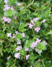 Thyme - Pink Matting Thyme