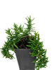 Rosemary - Prostrate Rosemary