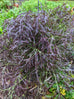 Asian Greens - Mizuna Purple