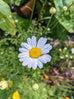 Pyrethrum Flower