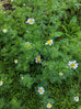 Chamomile Roman Plant