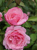 Rose Duchess de Brabant