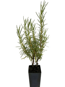 Rosemary - Benendon Blue Rosemary
