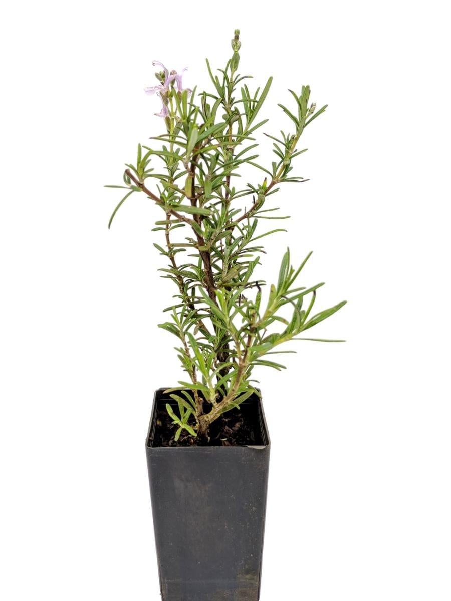 Organic Majorca Pink Rosemary Plant - Mudbrick Herb Cottage