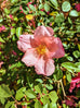 Rose Mutabilis