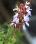 Salvia rubiginosa