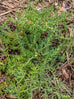 Ruby Saltbush