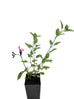 Salvia microphylla &