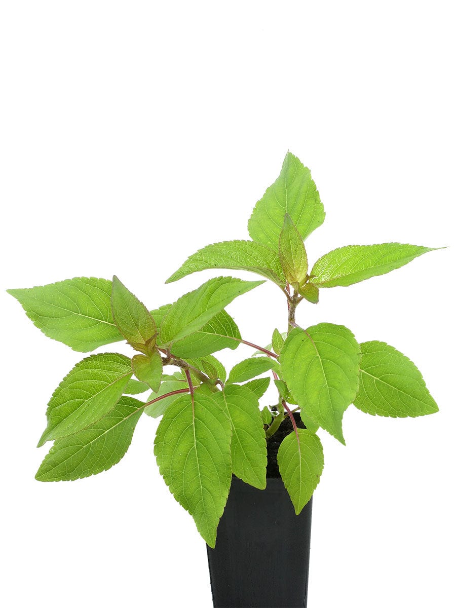 pineapple thyme plant Organic Salvia elegans 'Pineapple Sage' Plant