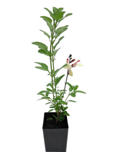 Salvia greggii 'Easter Bonnet'