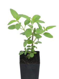 Salvia microphylla 'Cerese Velvet'