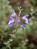 Salvia muirii