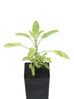 Salvia officinalis &