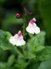 Salvia microphylla &