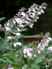 Salvia waverley