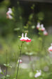 Salvia microphylla &