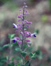 Salvia semiatrata