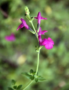 Salvia 'Superior Purple'