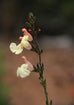 Salvia greggii &
