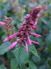 Salvia splendens &