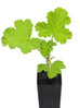 Scented Geranium Lemon Verbena