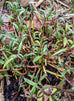 Sea Purslane